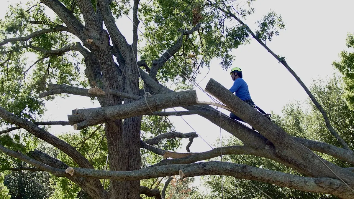 Professional Crown Thinning performed by certified arborists in Nogal