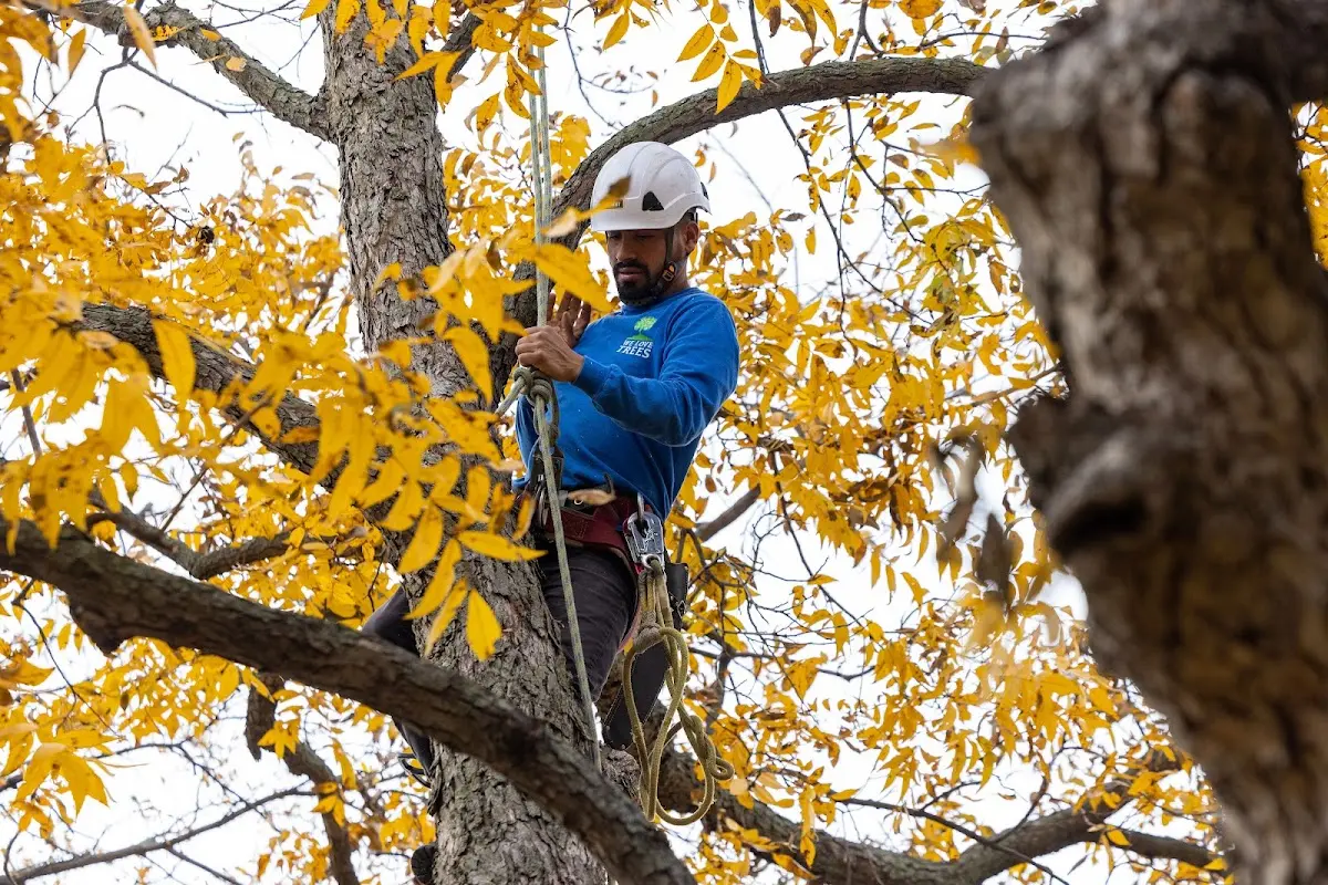 Skilled Tree Pruning crew working in Nogal