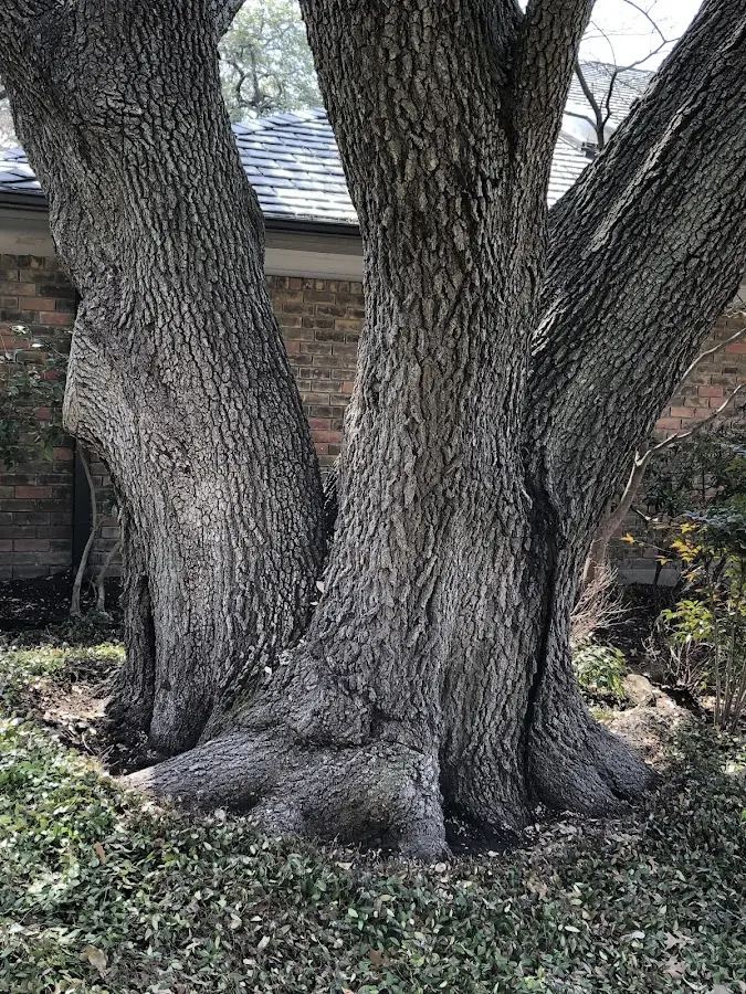 Mature heritage tree close to a Nogal property cared for by certified arborists